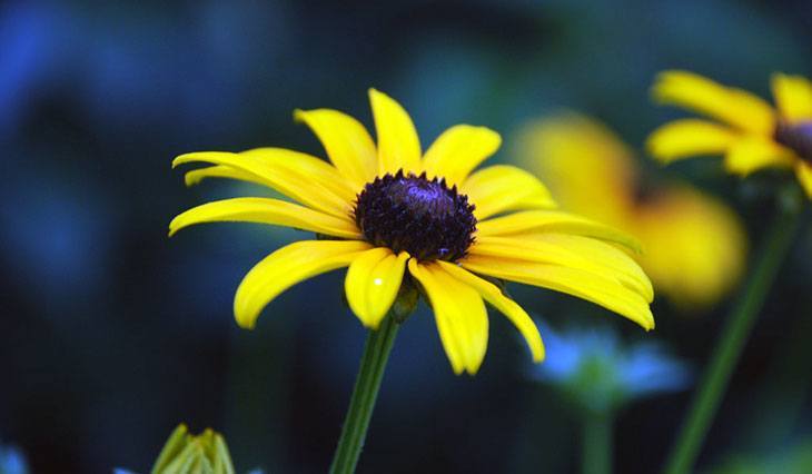 Brown-Eyed Susan Summer Flower