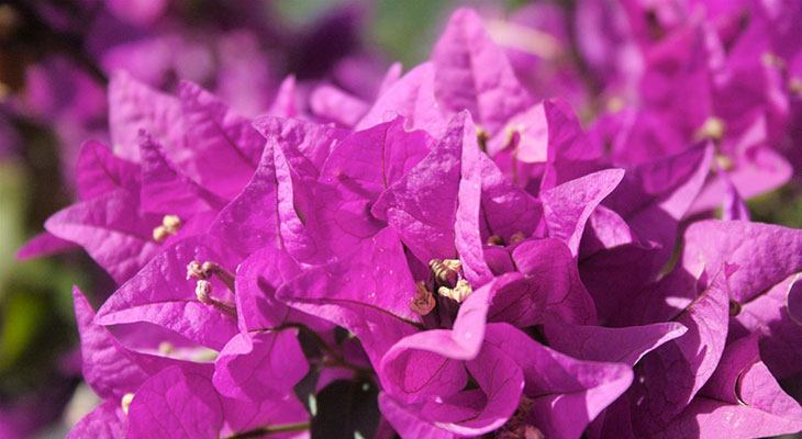 Bougainvillea Summer Flower