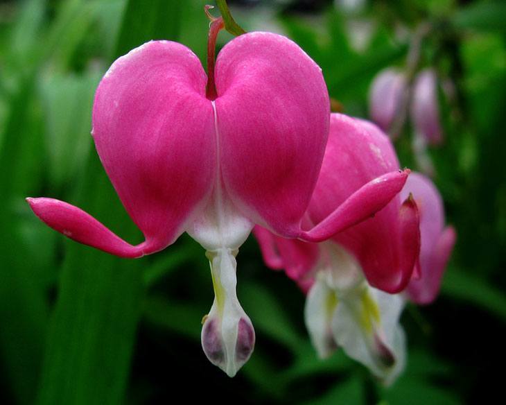 Bleeding Heart Summer Flower
