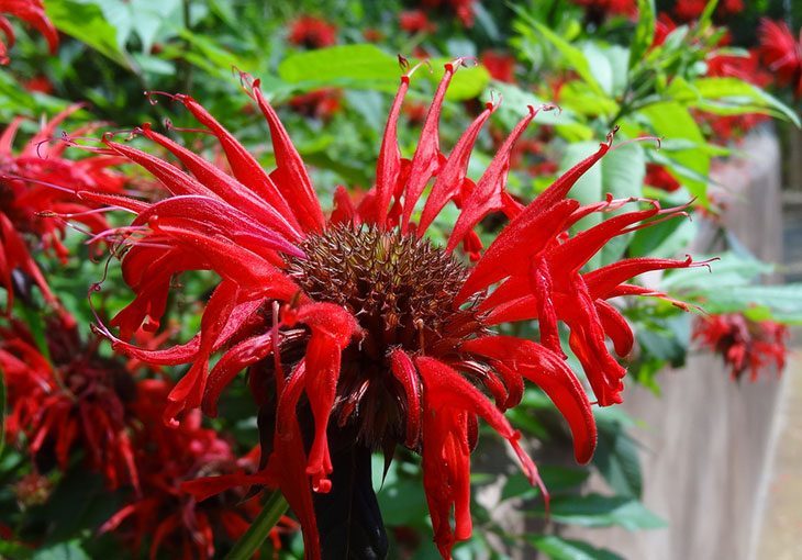 Bee Balm Summer Flower