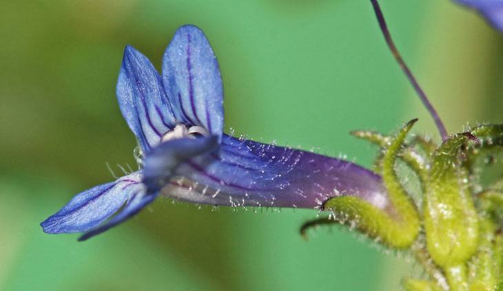 Beardtongue Summer Flower
