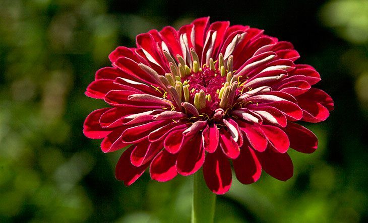 Zinnia Summer Flower