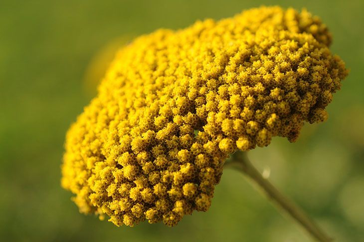 Yarrow Summer Flower