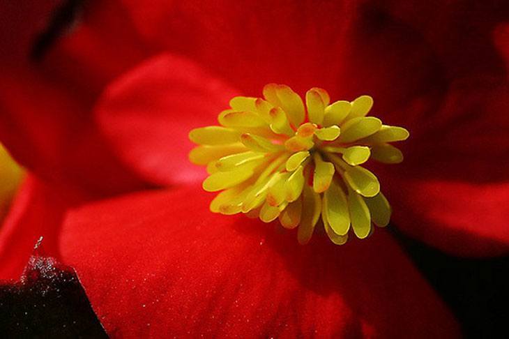Wax Begonias Summer Flower