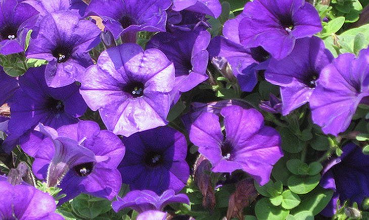 Purple Wave Petunia Summer Flower