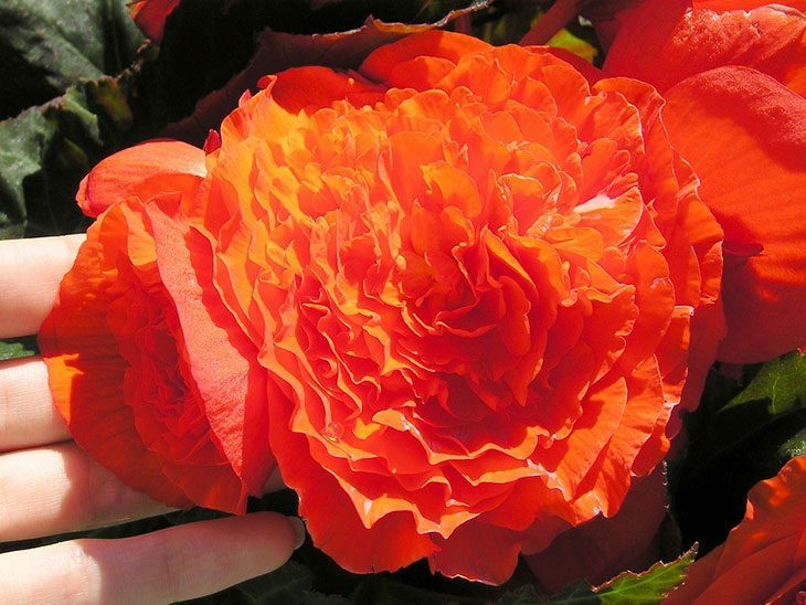 Tuberous Begonia Summer Flower