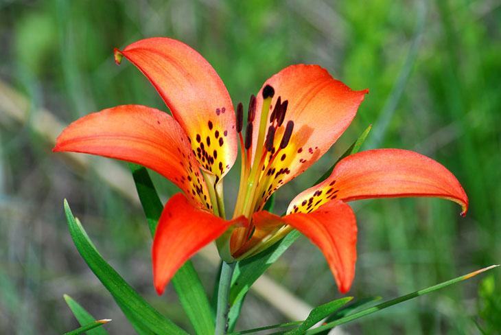 Tiger lily Summer Flower