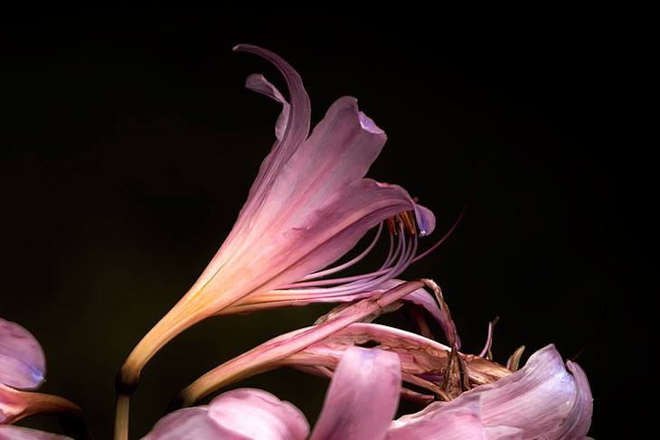 Surprise Lily Summer Flower
