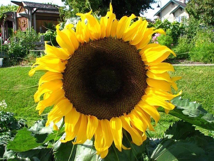 Sunflower Summer Flower