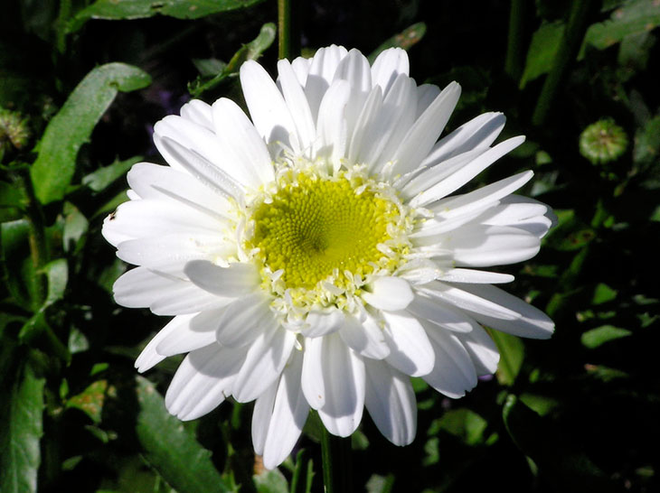 Shasta Daisy Summer Flower