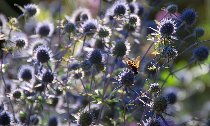 Sea Holly Summer Flower