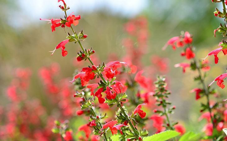 Scarlet Sage Summer Flower