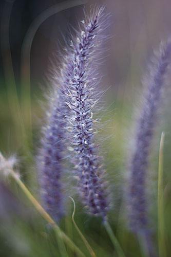 Purple Fountain Grass Summer Flower