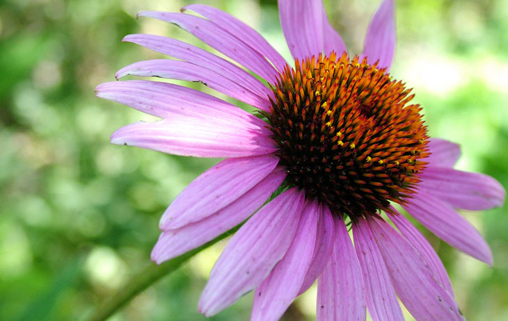 Purple Coneflower Summer Flower