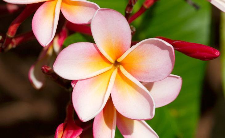 Plumeria Summer Flower