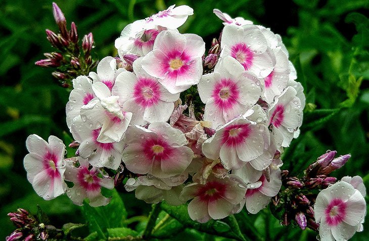 Pink and white phlox Summer Flower