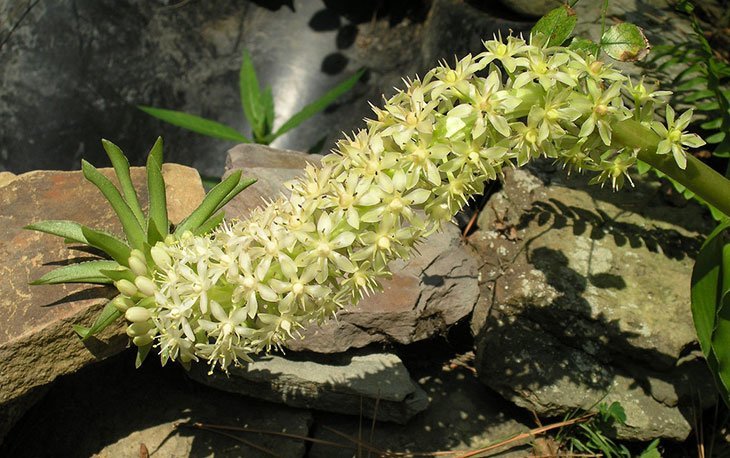 Pineapple Lily Summer Flower