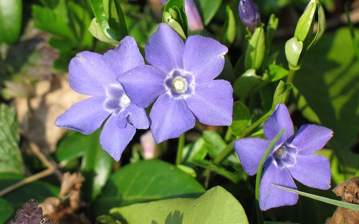 Periwinkle Summer Flower