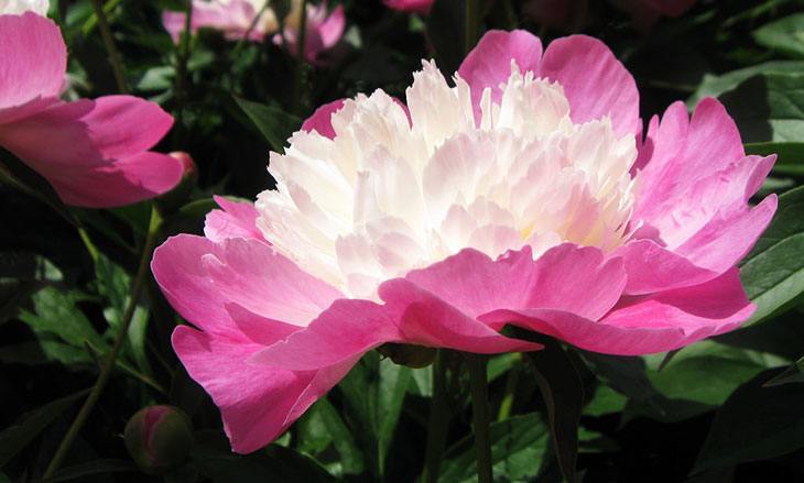 Peonies Summer Flower