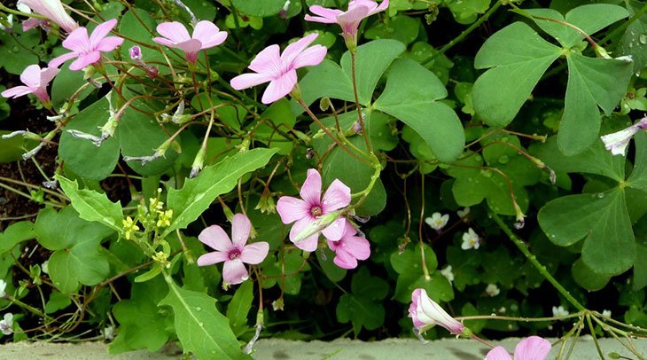 Oxalis Summer Flower