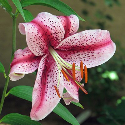 Oriental Lily Summer Flower