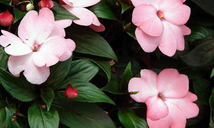 New Guinea Impatiens Summer Flower