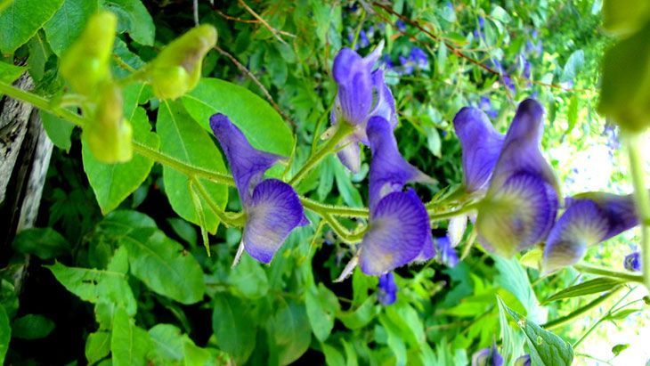 Monkshood Summer Flower