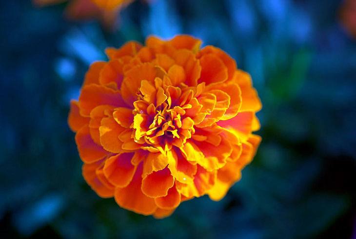 Marigolds Summer Flower