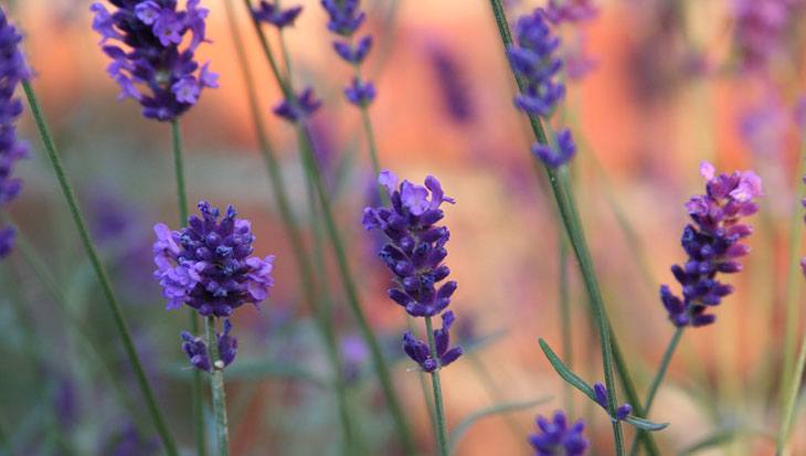 Lavender Summer Flower