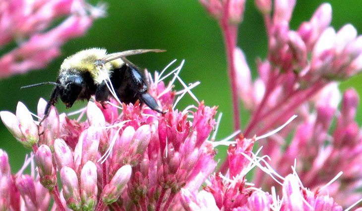 Joe Pye Weed Summer Flower