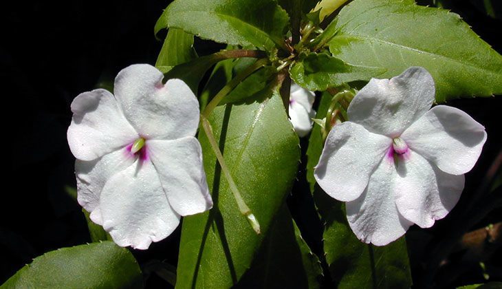 Impatiens Walleriana Summer Flower