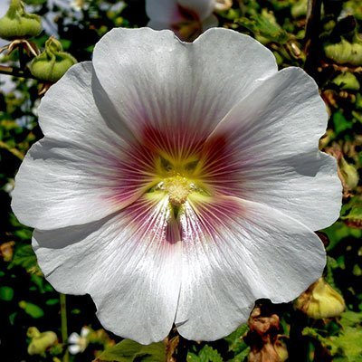 Hollyhock Summer Flower