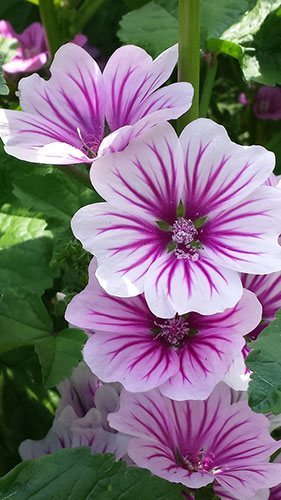 Hollyhock Mallow Summer Flower