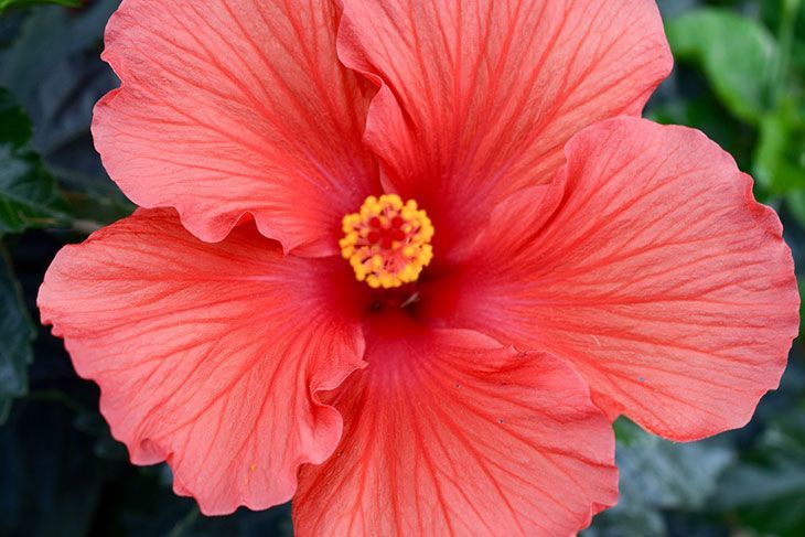 Hibiscus Summer Flower