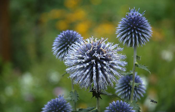 Globe Thistle Summer Flower