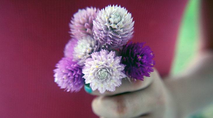 Globe Amaranth Summer Flower