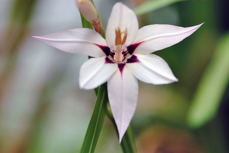 Fragrant Gladiolus Summer Flower