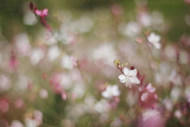 Gaura Summer Flower