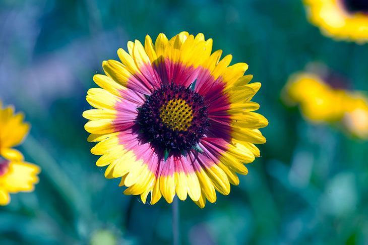 Gaillardia Summer Flower