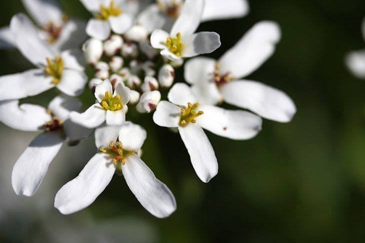 Evergreen Candytuft Summer Flower