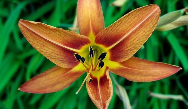 Daylily Summer Flower