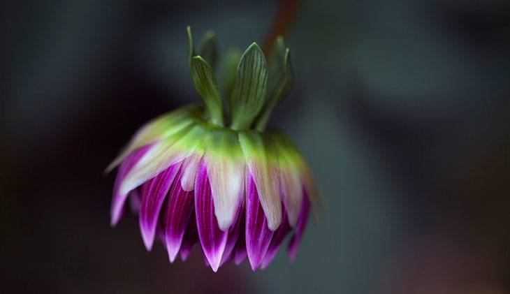 Dahlia Summer Flower