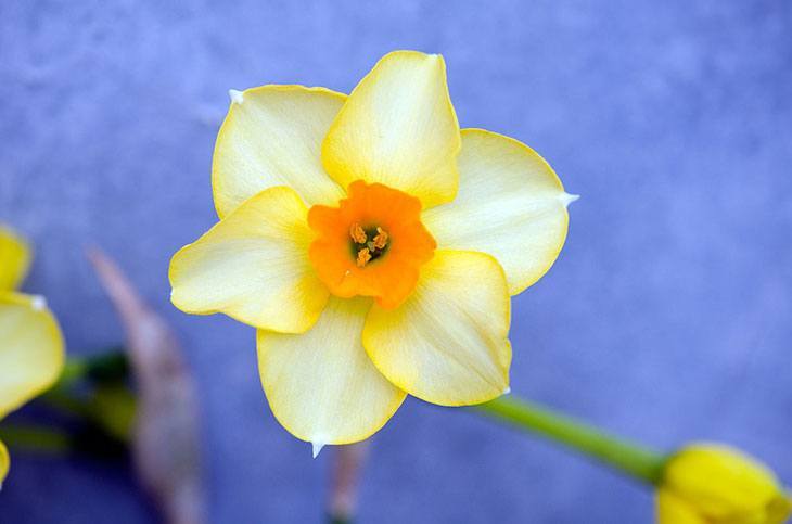 Daffodil Summer Flower