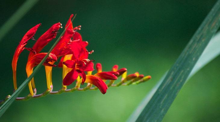 Crocosmia Summer Flower