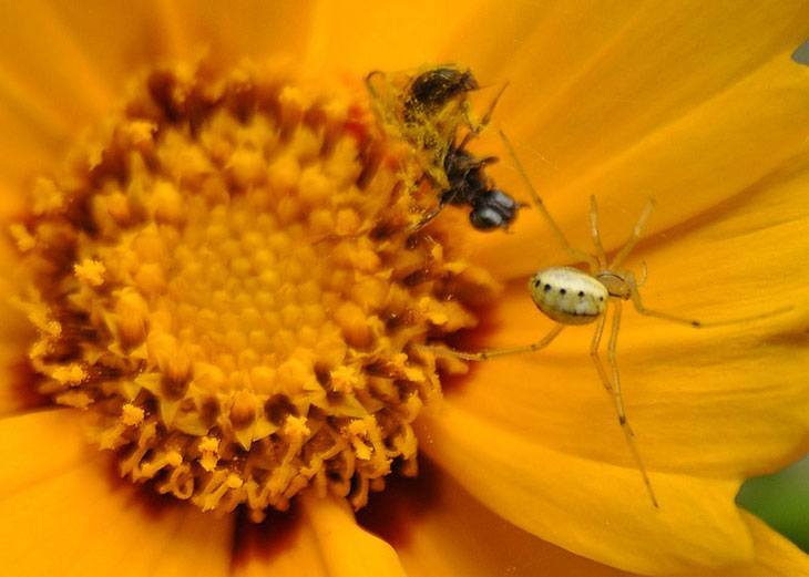 Coreopsis Summer Flower