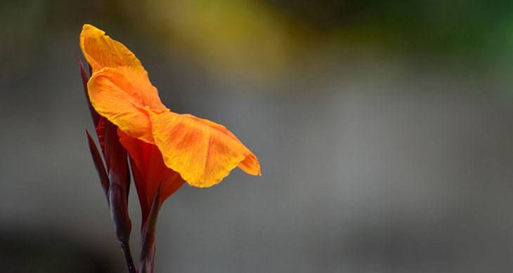 Canna Summer Flower