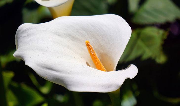 Calla Lily Summer Flower