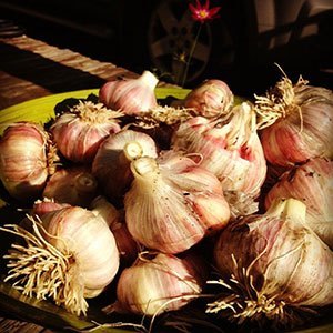 Garlic must be cleaned after curing to ensure good storage.
