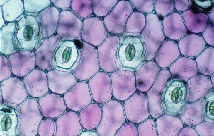 A plant's stomata
