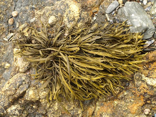 A bunch of ascophyllum nodosum kelp, the most commonly harvested for kelp fertilizer.
